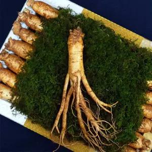 고려 인삼 선물 세트 수삼 금산 생 금보자기 포장 복날 명절 수험생 고3 보양식 5호