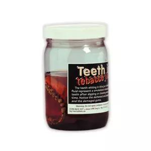 SY 담배속의 치아 모형 79123 / 금연교육 흡연예방교육