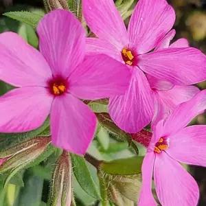 차가후룩스 분홍꽃 정원식물 조경용식물 노지월동 야생화 봄꽃  B02