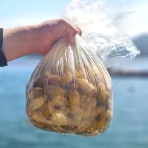 아마마 통영 생물 오만둥이