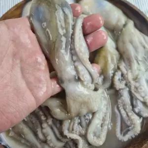 냉동 낙지 6미 수산물 급냉낙지 냉동낙지 해산물