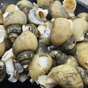 국내산 동해 급냉 골뱅이 흑고동 1kg(35-50미내외) 2kg 동해안 흑골뱅이 냉동