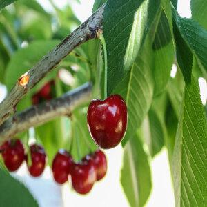 [나무의모든것]체리나무묘목 접목묘/라핀 레기나 러시아8호등