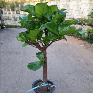 떡갈나무(한목대)대품 핫도그모양으로된 멋스러운 아이에요 높이(100-110)