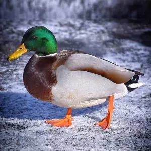 [부화용] 청둥오리 유정란 30개