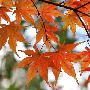 [충북농원] 단풍나무 묘목 - H0.3~H1.5/실생묘