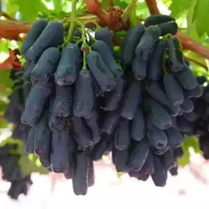 [충북농원] 스위트사파이어 블랙사파이어 가지포도 포도나무 묘목 - 접목묘