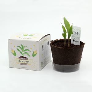 팜팜농장 식물 꽃 채소 키우기 세트 강낭콩 옥수수 가지 당근 상추 토마토