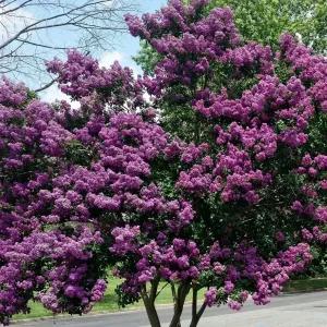 [충북농원] 자금령 목백일홍 배롱나무 묘목 - 실생묘