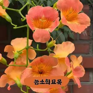 능소화 묘목 2년생, 능소화 키우기 , 꽃나무 능소화 무료배송, 능소화 농장, 능소화 삽목재배