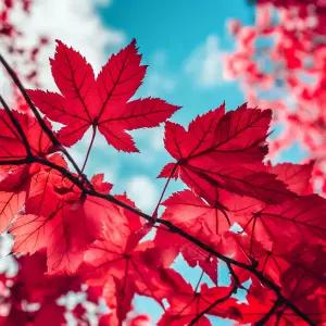 단풍나무 묘목 실생1년 40cm 전후 조경수 정원수