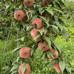 유럽납작 복숭아나무묘목 2년생 유실수 약용수 조경수 꽃나무(TB)