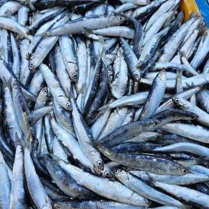 국내산 찌게 조림용 급냉 손질 생멸치 500g