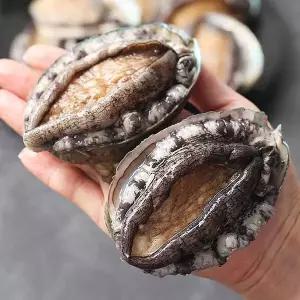 [NS홈쇼핑]완도 활 전복 1kg 8-9미[35613123]