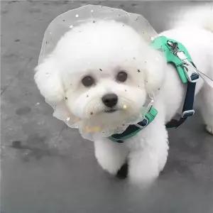 픽온 강아지페이스커버 양파망 입마개 나들이