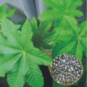 꽃씨 아주까리씨앗 피마자꽃씨 500g 피마자 500g아주까리종자