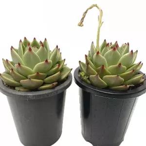 실내 화초 블루드레곤 1+1 선별발송 15cm 다육이 식물 이식물 인테리어 인테리어용