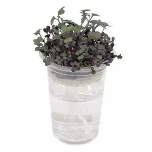 웰빙 새싹 키우기 4종 1세트 재배 씨앗키우기 원예 식물키우기 채소