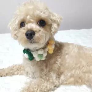 플라워뜨개애견케이프 그린플라워애견스카프