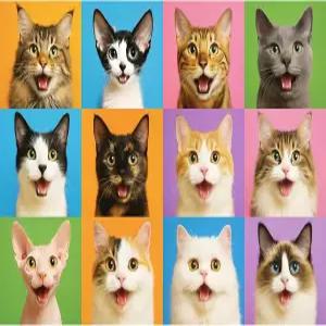 바람 선물 퍼즐 1000개 - 고양이 테마의 다채로운 직소 재미있는 가족 게임 도전적인 두뇌 티저 28 x