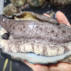 특대 완도전복 1kg 5~7마리 선택 VIP선물용 백화점납품용 완도활전복 당일작업 산소해수포장