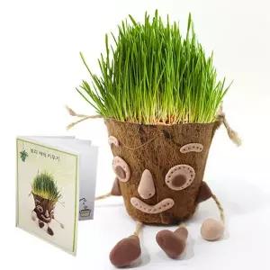 [하프클럽/알티피아]글로벌이지 보리 새싹 키우기 10인용포장