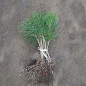 소나무 묘목, 반송 접목1년 뿌리묘 3개/상록수/조경수