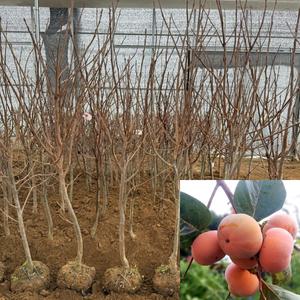 단감나무 묘목 (차량단감) 결실주 R3전후 분묘 감묘목 과수 유실수