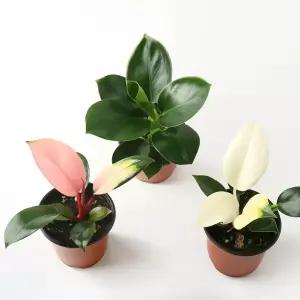 갑조네 콩고(소품)