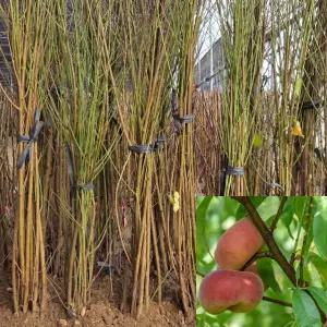 납작복숭아나무 (거반도) 접목1년생 특묘 백도복숭아묘목 