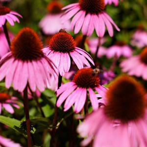 순희농장 에키네시아꽃 들꽃 야생화 오래피는 여름꽃 모종 3치 포트묘 20개