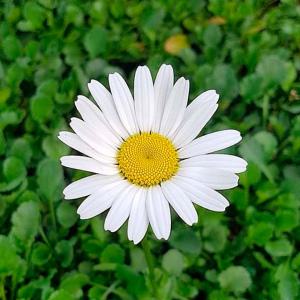 순희농장 샤스타데이지 봄구절초 들꽃 야생화 모종 3치 포트묘 20개