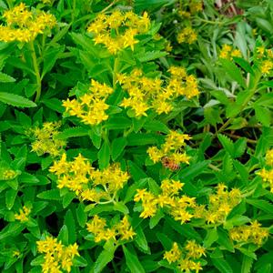 순희농장 섬기린초 여름꽃모종 노란꽃 봄꽃 들꽃 야생화 3치 포트 20개