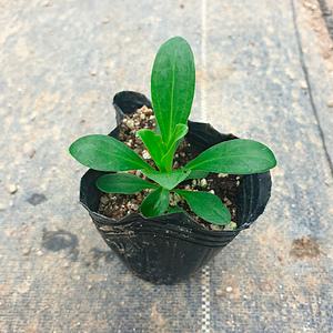 패랭이꽃 모종 갯패랭이 봄야생화 분홍색꽃 들꽃 3치 포트묘 20개