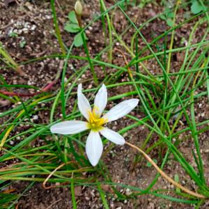 순희농장 나도샤프란 여름꽃 모종 흰꽃 들꽃 야생화 모종 8cm 포트묘 20개