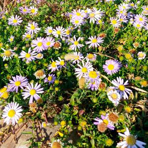 순희농장 해국 가을꽃 모종 보라색꽃 들꽃 야생화 3치 포트묘 20개