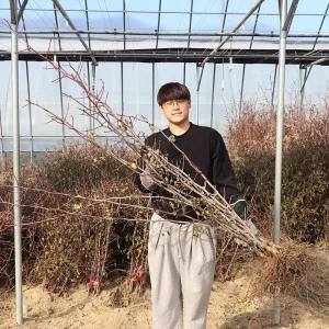 사과 대추나무 묘목 2년생 (접목1년생) 태상왕대추 왕대추 복조 유실수 과수 정원수