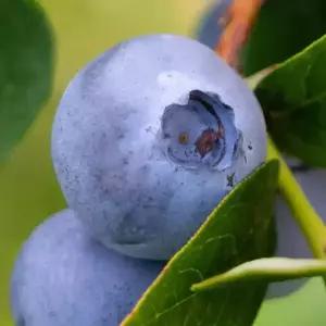 [충북농원] M7 블루베리 블루베리나무 묘목 - 3~5년생/포트묘