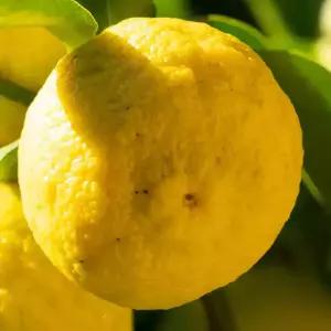 [충북농원] 유자나무 (귤) 묘목 - 포트묘