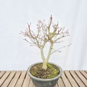 홍단풍 귀한 단풍 나무 묘목 분재 반려 식물 축하 선물 화