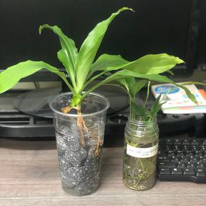 수경식물 화병용 맥반석돌 2kg