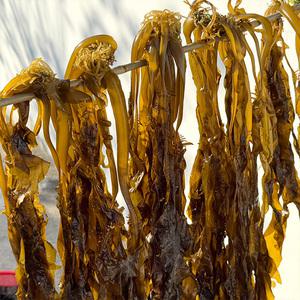 농가살리기 전남 완도 햇물미역 1kg