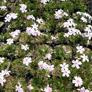 줄무늬 꽃잔디 3치 포트묘 봄 야생화 흰색 꽃모종 60개