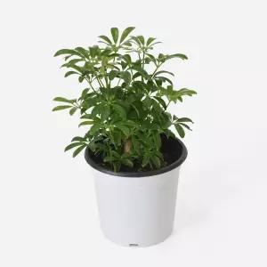 마이플랜트 홍콩야자 중형 실내 공기정화식물 인테리어 관엽식물 플랜테리어