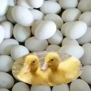 부화용 노란오리알 - 부화용계랸