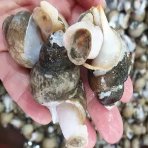 비제이마켓 청정해역 동해안 자연산 흑골뱅이 1KG 국산흑골뱅이