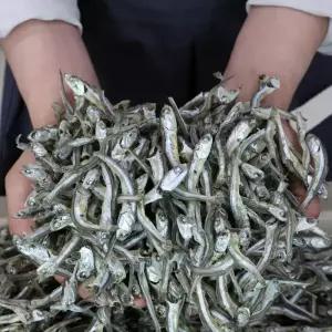 해날 국내산 품질보장 지리 주바 디포리 육수 볶음 고바 멸치1.5kg