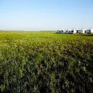 [내몽골직항]내몽골/초원/사막 4일 #대자연여행 #오르도스초원 #REAL사막 #사막유리호텔 #캠프파이어 #2025신상현대식게르[2인1실 #시내준5성급호텔