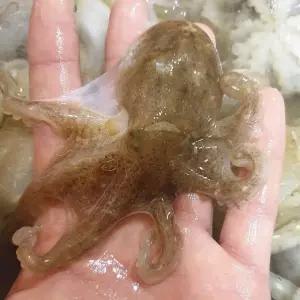 활 쭈꾸미 2kg 국내산