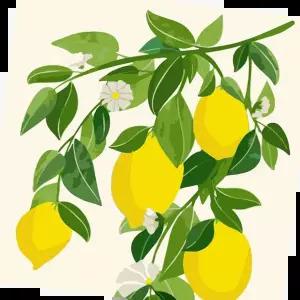 하모니아트 DIY 유화그리기 세트 40x50 레몬 나무